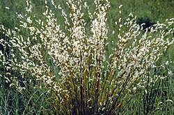 Image result for Thelepogon