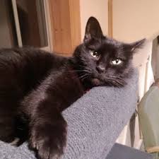 1,572 likes · 5 talking about this · 111 were here. Eastside Veterinary Clinic 11 Reviews Veterinarians 4421 Cottage Grove Rd Madison Wi Phone Number