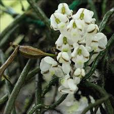 Image result for Microcoelia exilis