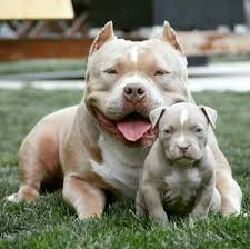 Pin Em Pit Bull