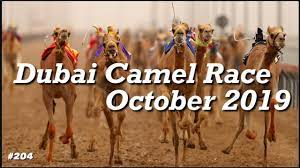 The dates and time of upcoming races and events are attached. Dubai Camel Race 2019 October Full Video Dubai National Sports Dubai Must See Do Attraction Youtube
