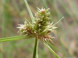 Image result for Cyperus derreilema