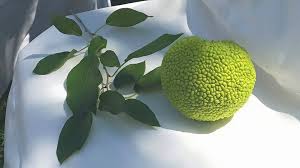 Image result for Chrysophyllum welwitschii