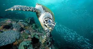Considered by many to be the most beautiful of sea turtles for their colorful shells, the hawksbill is found in other threats include destruction of nesting and feeding habitat, pollution, boat strikes, coastal development. Hawksbill Sea Turtle