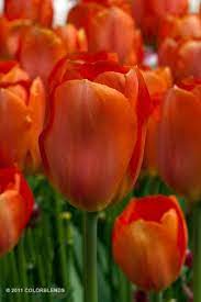 Tulip Bulbs Lighting Sun Tulip Bulbs For Sale Tulip Bulbs For Sale Tulips Tulip Bulbs