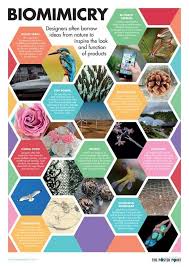 Image Result For Bullet Point Poster Layout Ideas Biomimesis Biomimetica Fondo De Pantalla De Anime