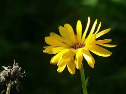 Ringelblumensalbe Selber Machen Eine Anleitung Kraeuterallerlei De Ringelblumensalbe Selber Machen Salbe Hausapotheke