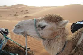 Our driver will pick you in fes at the agreed meeting place to begin your 3 day adventure tour to the sahara desert which finishes in the ancient medina of marrakech. Camel Trekking In Merzouga Camel Tours Morocco Sahara Desert Tours