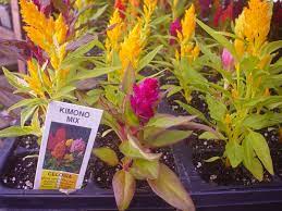Celosia Kimono Mix Brightly Coloured Flowering Plants So Bright And Gorgeous Get Yours Tonight On The Way Ho Planting Flowers The Way Home House Styles