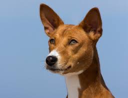 He or she does do well with children. 9 Worst Dog Breeds To Train Dogvills