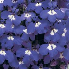Image result for lobelia combine composition