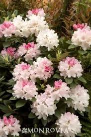 Looking Glass Rhododendron 5 T X4 W Deep Red Buds Open To Deep Pink Blooms With Frilled Edges Against Attractive Plant Fungus Rhododendron Monrovia Plants