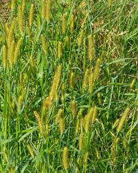 Image result for Setaria pumila