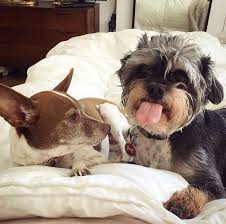 Animals, especially dogs, can be a lot like people: Pesto Yang Explore Tumblr Posts And Blogs Tumgir