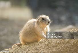 Image result for Cynomys ludovicianus obrázek