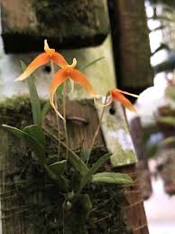 Image result for Bulbophyllum prorepens