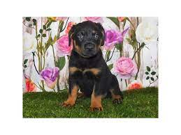 German rottweiler puppies socialized with regular contact from children, adults and other animals. Rottweiler Puppies Petland Bolingbrook Il