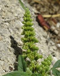 Image result for Amaranthus deflexus