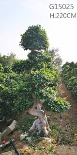 Image result for Ficus fischeri
