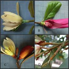 Image result for Magnoliaceae