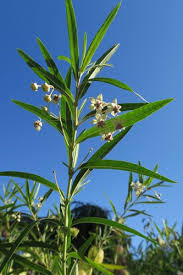 Image result for Gomphocarpus glaucophyllus