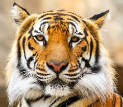 Face Of A Tiger Puzzle In Animals Jigsaw Puzzles On Thejigsawpuzzles Com Play Full Screen Enjoy Puzzle Of The Day An Jigsaw Puzzles Animals Puzzle Of The Day