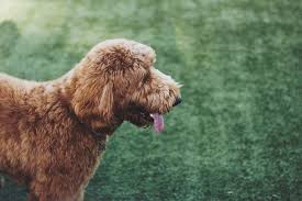 It is an easy to manage textured coat. 5 Common Labradoodle Health Problems Dig In