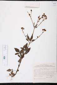 Image result for Bidens pilosa