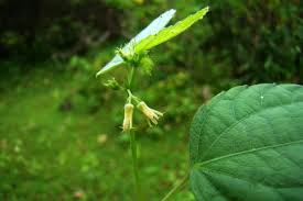 Image result for Triumfetta annua