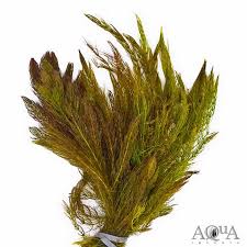 Image result for Ceratophyllum