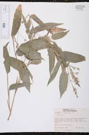 Image result for Olyra latifolia