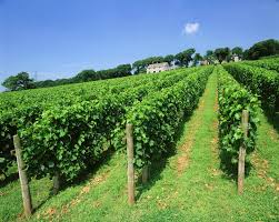 5 newquay, fistral & crantock. Camel Valley In Bodmin Cornwall United Kingdom Top Wineries