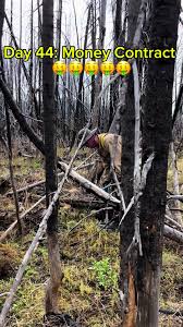 Day 44 Tree Planting #treeplanting #treeplantingbc sorry for the lack ...