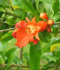 Image result for Punicaceae