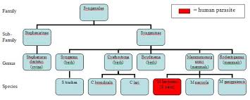 File Taxonomy Chart Jpg Wikimedia Commons