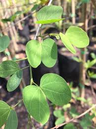 Image result for Bauhinia tomentosa