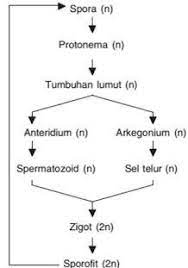 Lumut daun sphagnum mempunyai lubang untuk pengeluaran spora pada sporogoniumnya disebut adalah a.indusium b.kaliptra c.gigi peristomet d.anullus e.sorus ans: Sporofit Pada Tumbuhan Lumut Adalah Generasi Yang Menghasilkan Triaganas Com
