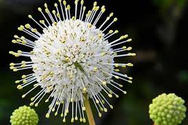 Image result for Cephalanthus
