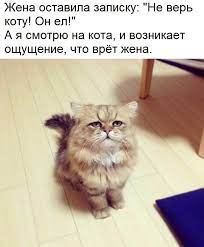 Жена оставила записку: "Не верь коту! Он ел!" А я смотрю на кота, и  возникает ощущение, что врёт ж / жена :: кот / смешные картинки и другие  приколы: комиксы, гиф анимация,