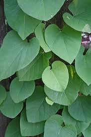 Image result for Aristolochia hockii