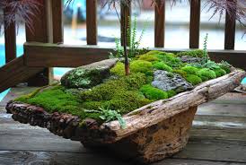 Moss Dish Garden Small Garden Design Indoor Garden Moss Garden