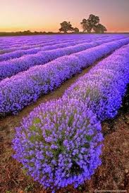 Pin Von Piyanan Karnchanasombat Auf Gardening Naturbilder Lavendelfelder Natur