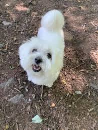 Amy Danis, Licensed Real Estate Salesperson, Salisbury