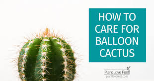 This week for my balloon tutorial, i show you how to make a balloon cactus. How To Care For Balloon Cactus Plants A First Time Owners Guide