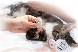 Insights Into Feline Kidney Transplants Today S Veterinary Practice