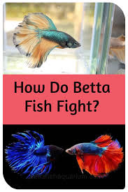 How Do Betta Fish Fight In 2020 Betta Fish Betta Fish