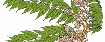 Grape, apple, plum, cherry, peach, nectarine, maple and walnut. Tree Of Heaven Missouri Department Of Conservation