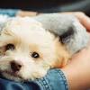 Our unparalleled understanding of dogs' behavior allows us to create an environment in. Https Encrypted Tbn0 Gstatic Com Images Q Tbn And9gctow8gihkm84e5okrbsv3scbcklvypx1vdtbbk0gm6ld4hrrvue Usqp Cau