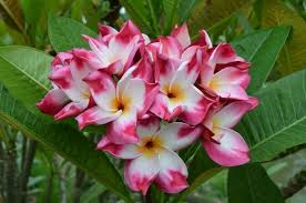 Pin On Plumeria