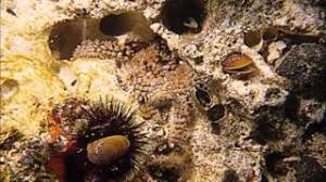 Ma in alcuni periodi dell'anno può arrivare a 150/200 euro. Torre San Giovanni Distrutti 9 3 Kg Di Datteri Di Mare Youtube